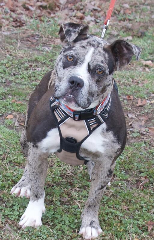 Dog for Adoption Tatiana in Gloucester VA, a Pit Bull Terrier in King