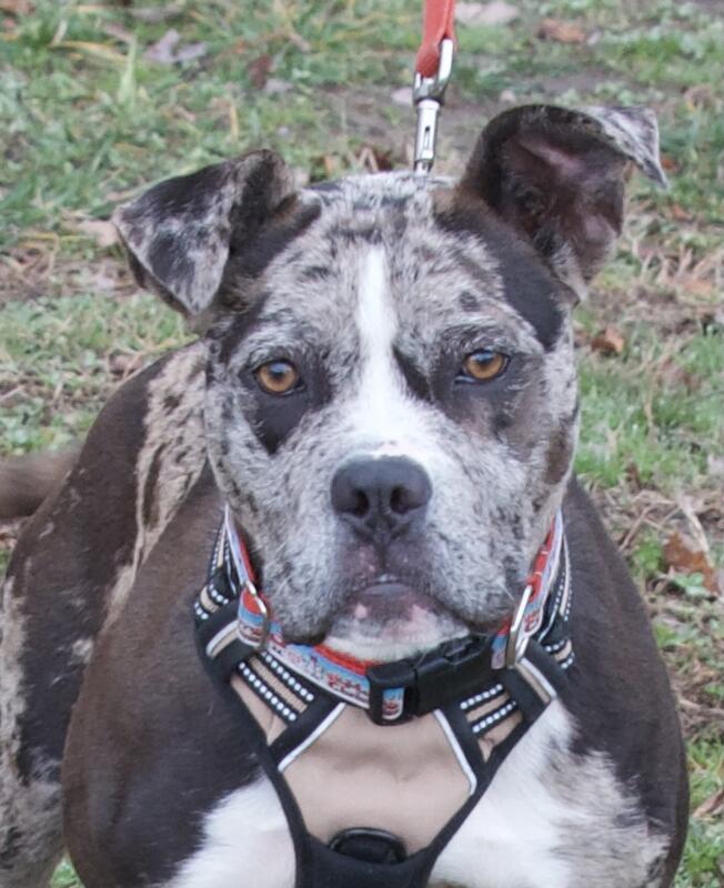 Dog for Adoption Tatiana in Gloucester VA, a Pit Bull Terrier in King