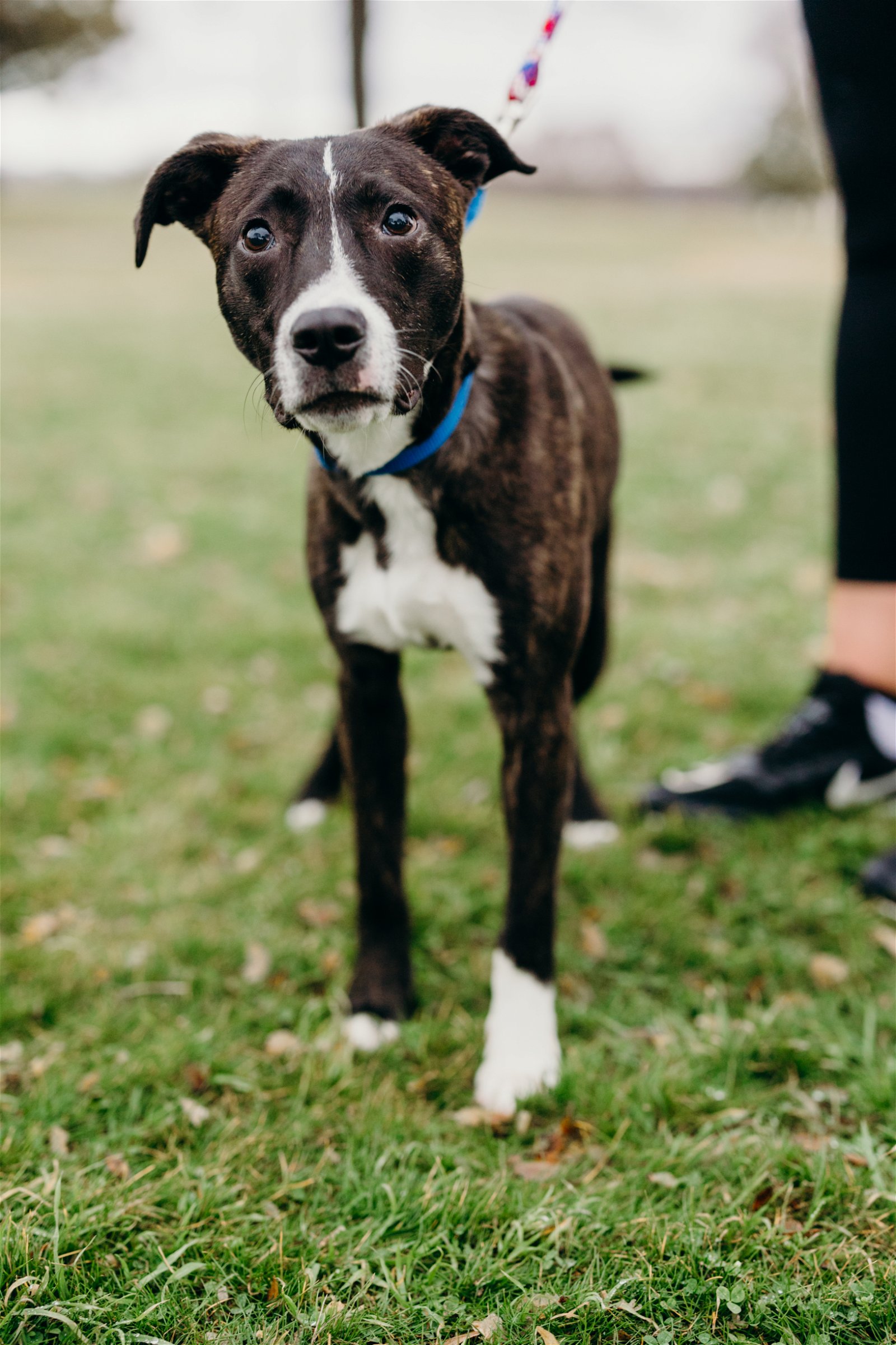 adoptable Dog in Henrico, VA named Indy