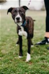 adoptable Dog in henrico, VA named Indy
