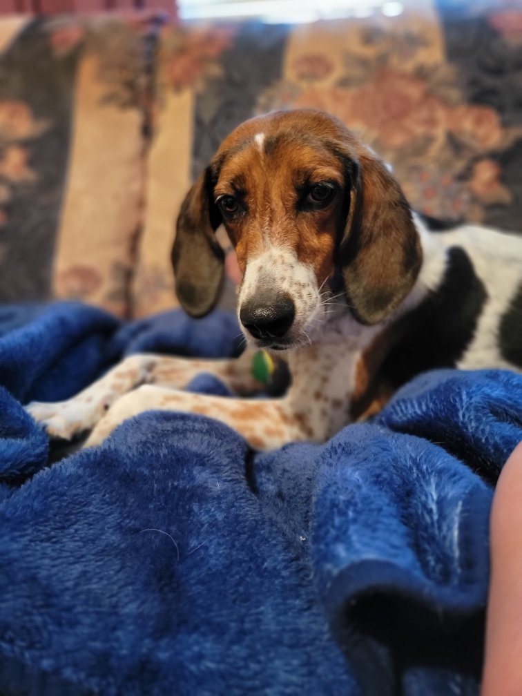 adoptable Dog in Henrico, VA named Betty Boop aka Snickerdoodle