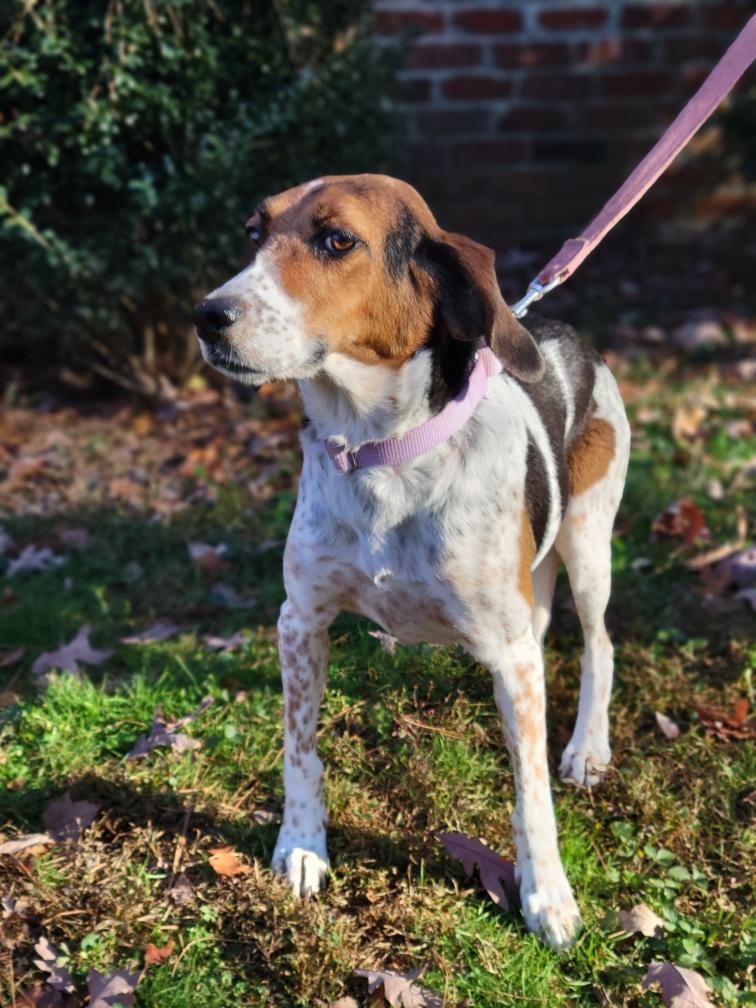 Dog for Adoption - Betty Boop aka Snickerdoodle, a Hound in Prince ...