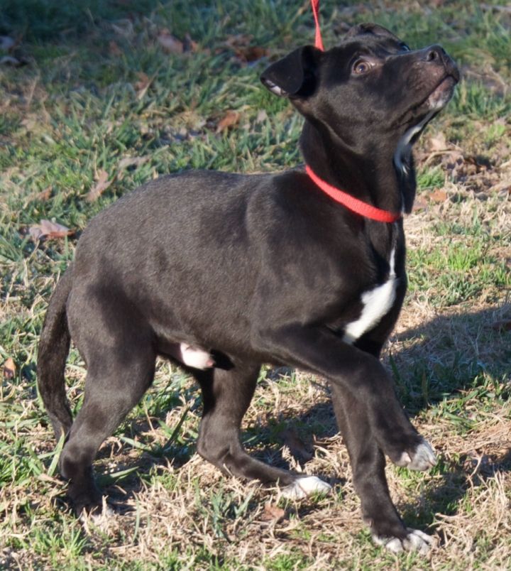 Dog for Adoption Canoe in Gloucester VA, a Pit Bull Terrier in