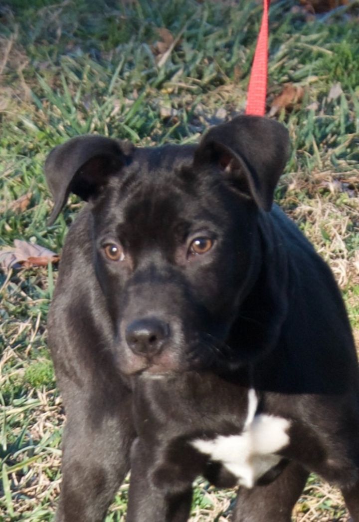Dog for Adoption Canoe in Gloucester VA, a Pit Bull Terrier in