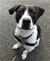 adoptable Dog in  named GRiZ in Richmond VA