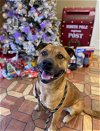 adoptable Dog in henrico, VA named Davidson in Bluefield VA