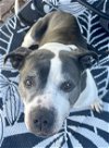 adoptable Dog in henrico, VA named Smiley in Middlesboro KY