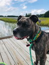 adoptable Dog in  named Bernadette in Gloucester VA
