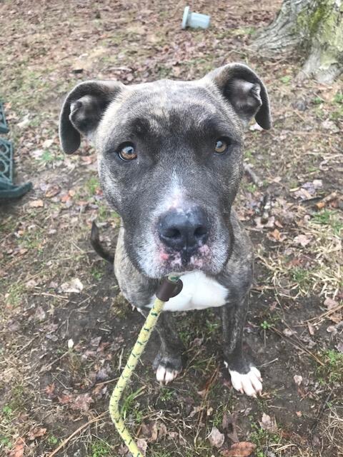 adoptable Dog in Henrico, VA named Bernadette in Gloucester VA