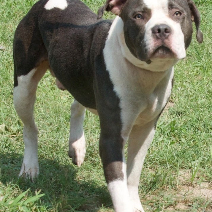 Dog for Adoption - Barnett in Gloucester VA, a Pit Bull Terrier in City ...