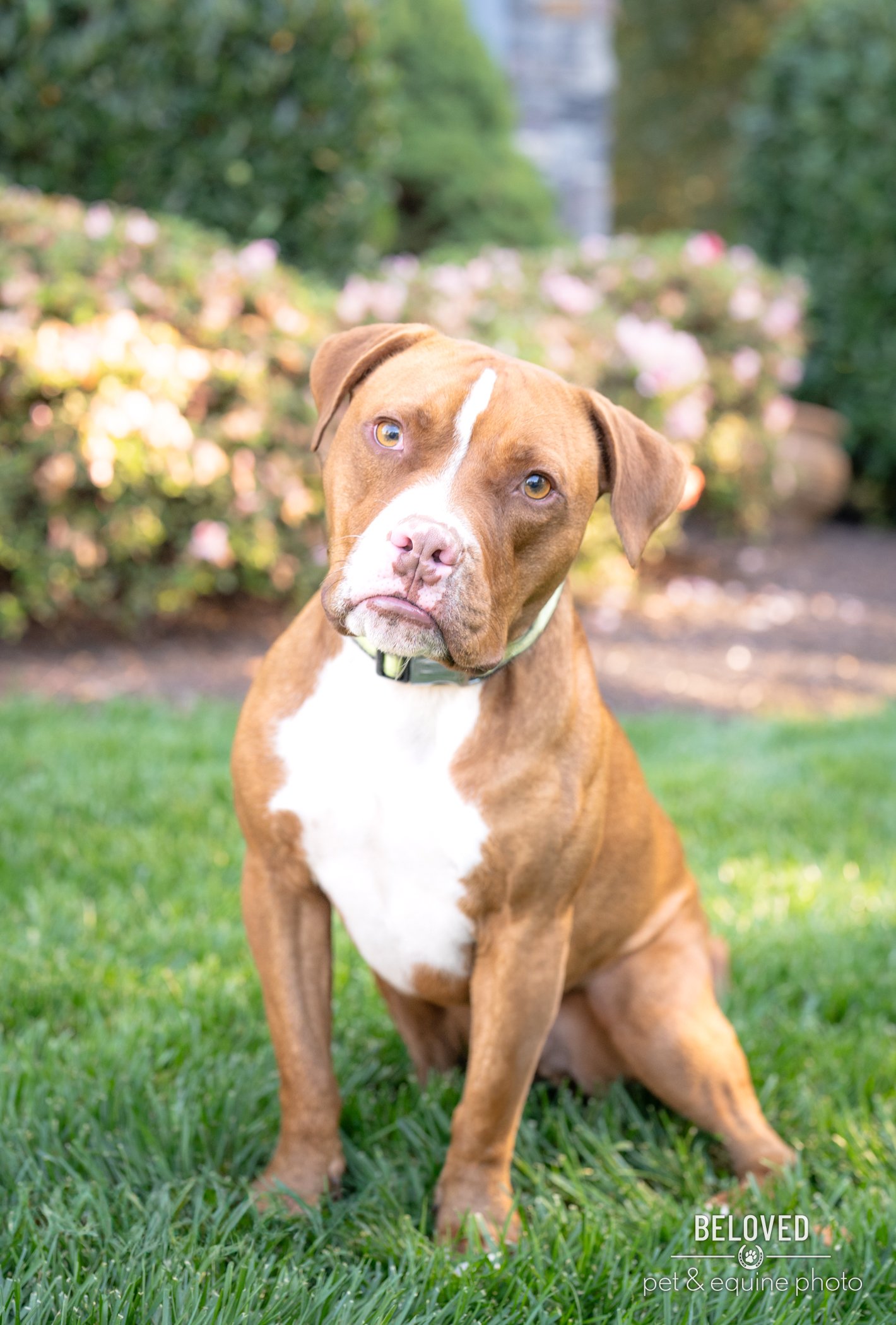 adoptable Dog in Henrico, VA named Pip in Henrico VA