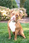 adoptable Dog in  named Pip in Henrico VA