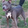 adoptable Dog in henrico, VA named Lillith in Gloucester VA