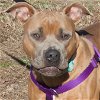 adoptable Dog in henrico, VA named Rhinestone Cowboy in Gloucester VA