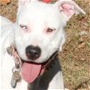 adoptable Dog in henrico, VA named Princess in Gloucester VA