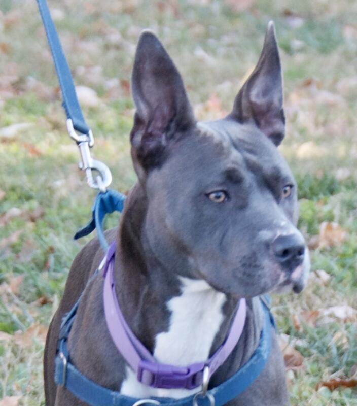 adoptable Dog in Henrico, VA named Djour in Gloucester VA