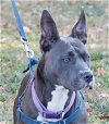 adoptable Dog in henrico, VA named Djour in Gloucester VA