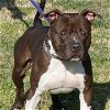 adoptable Dog in henrico, VA named Isaac Newton in Gloucester VA