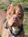 adoptable Dog in henrico, VA named Haley Jade in Gloucester VA
