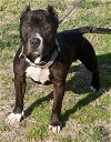 adoptable Dog in henrico, VA named Marshall Mathers in Gloucester VA