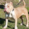 adoptable Dog in henrico, VA named Judy in Gloucester VA