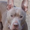 adoptable Dog in henrico, VA named Persephone in Gloucester VA