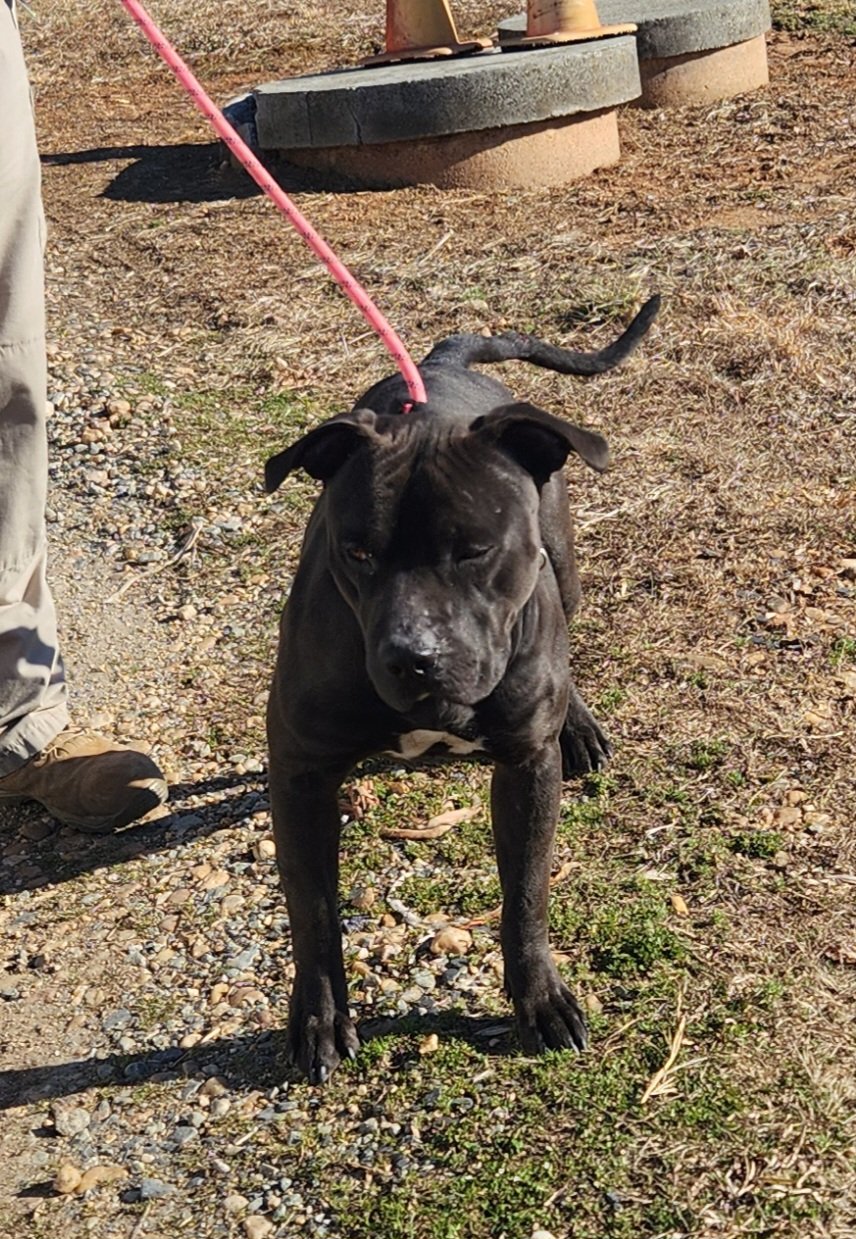 adoptable Dog in Henrico, VA named Dozer in Cumberland VA