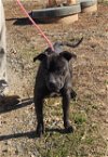 adoptable Dog in henrico, VA named Dozer in Cumberland VA