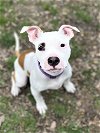 adoptable Dog in henrico, VA named Chloe