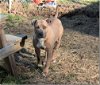 adoptable Dog in henrico, VA named Fernando in Blackstone VA