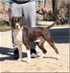adoptable Dog in henrico, VA named Rufus in Blackstone VA