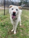 adoptable Dog in henrico, VA named James in Emporia VA
