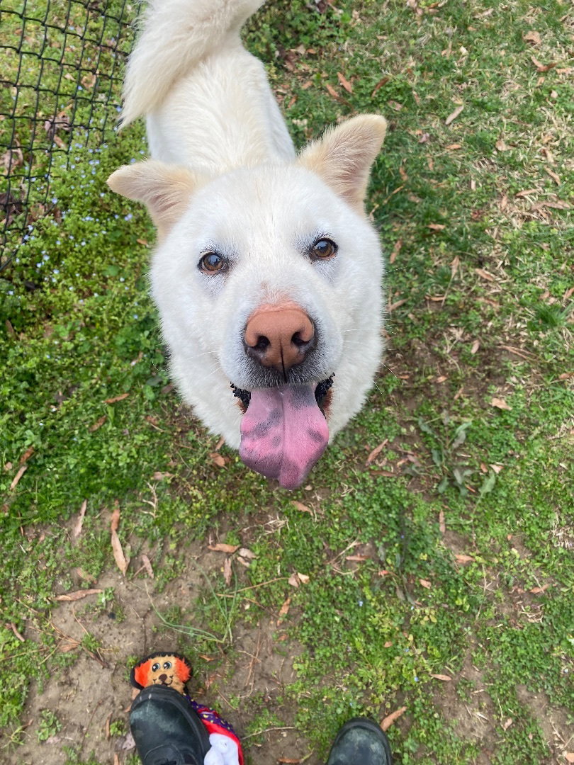Dog for Adoption James in Emporia VA, a Chow Chow in Short Pump, VA