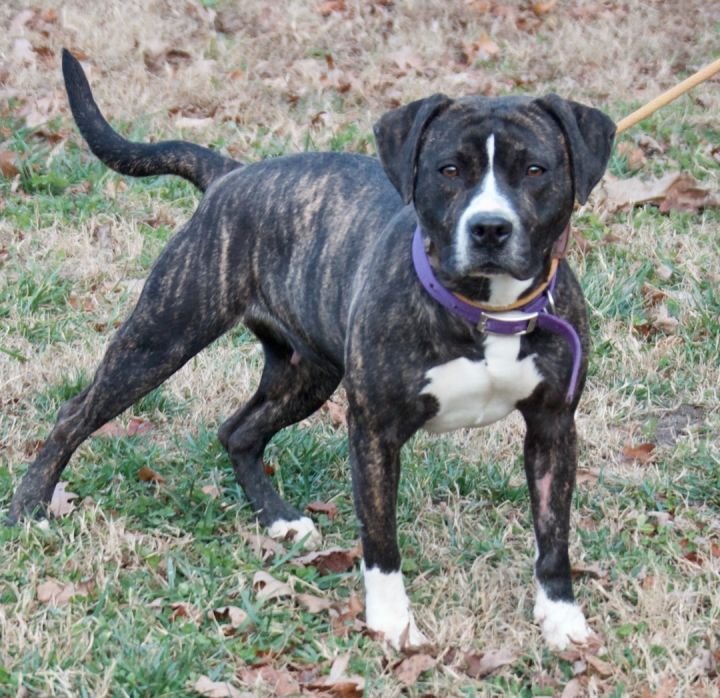 adoptable Dog in Henrico, VA named Dixie in Gloucester VA