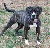 adoptable Dog in henrico, VA named Dixie in Gloucester VA