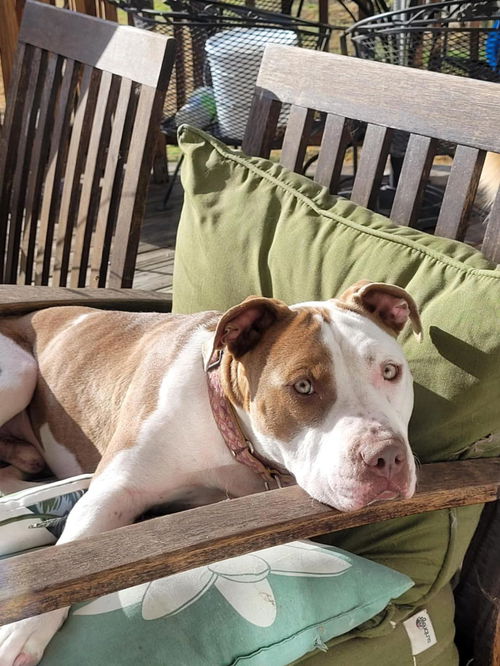 picture of the dog needing adoption