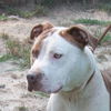 adoptable Dog in Henrico, VA named Braxton in Gloucester VA