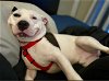 adoptable Dog in henrico, VA named Dairy in Petersburg VA
