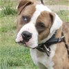 adoptable Dog in henrico, VA named Fester in Gloucester VA