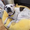 adoptable Dog in , VA named Kayla in Fairfax Station VA