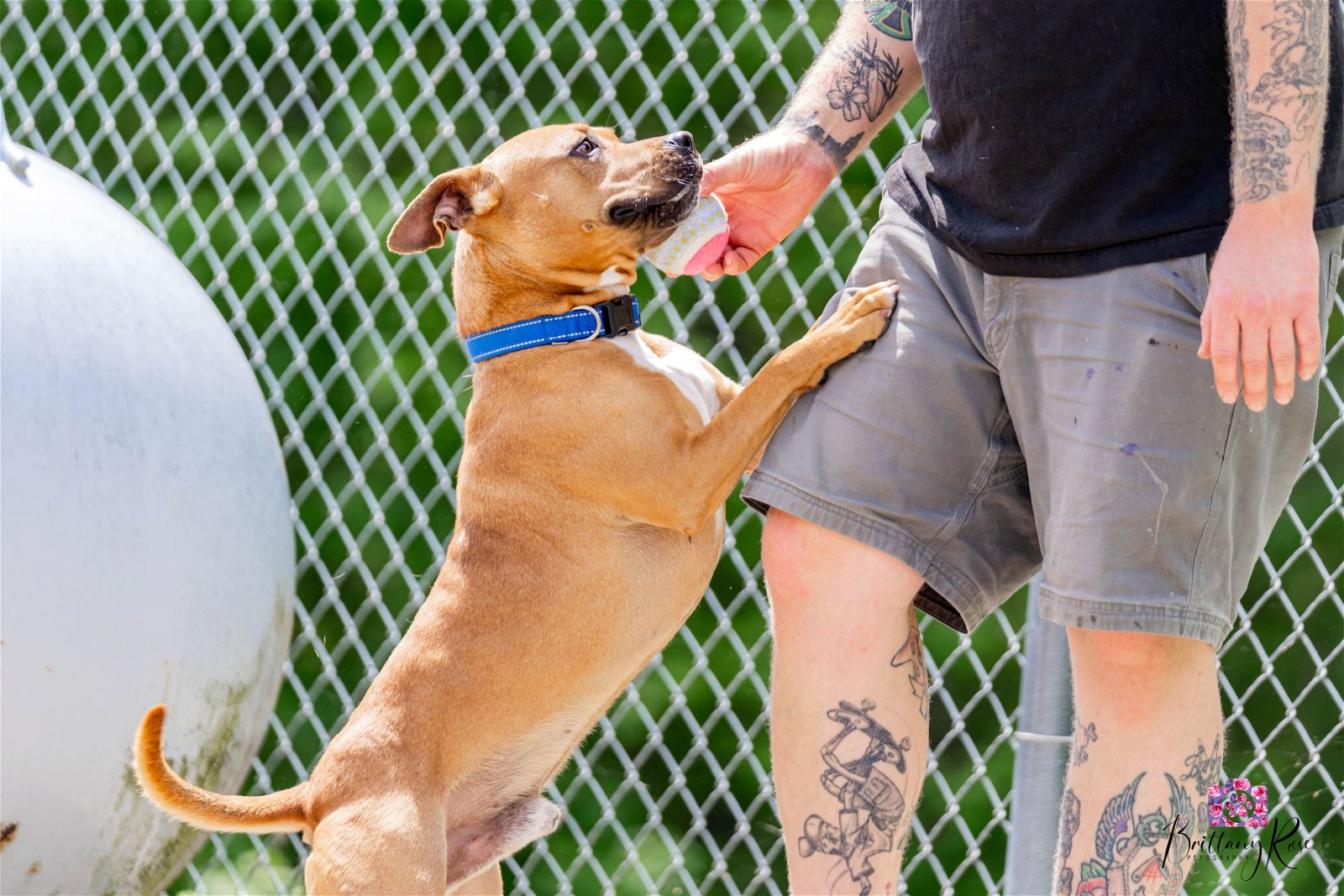 adoptable Dog in Henrico, VA named Brew in Powhatan VA