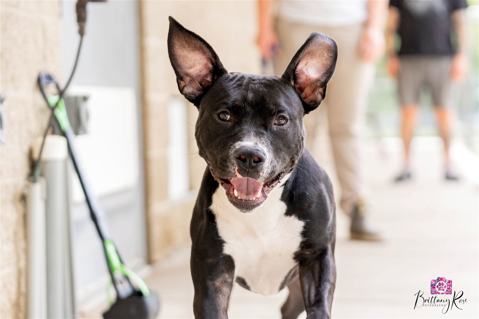 adoptable Dog in Henrico, VA named Pebble in Powhatan VA