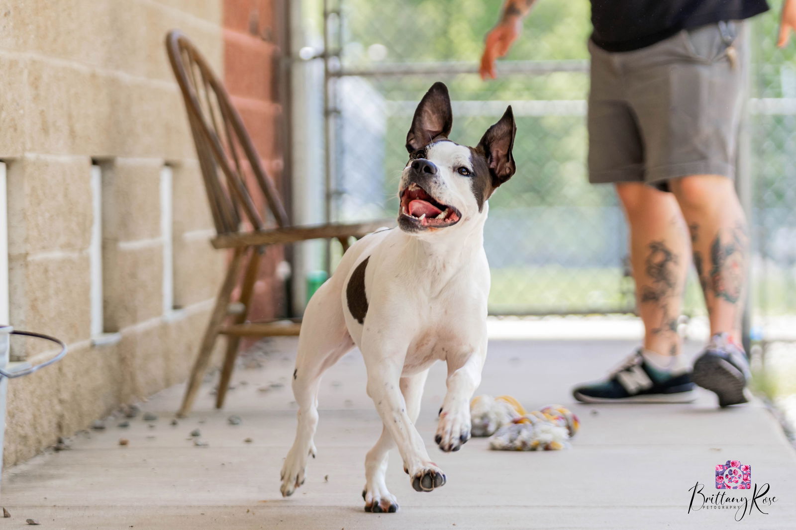 adoptable Dog in Henrico, VA named Katie in Powhatan VA