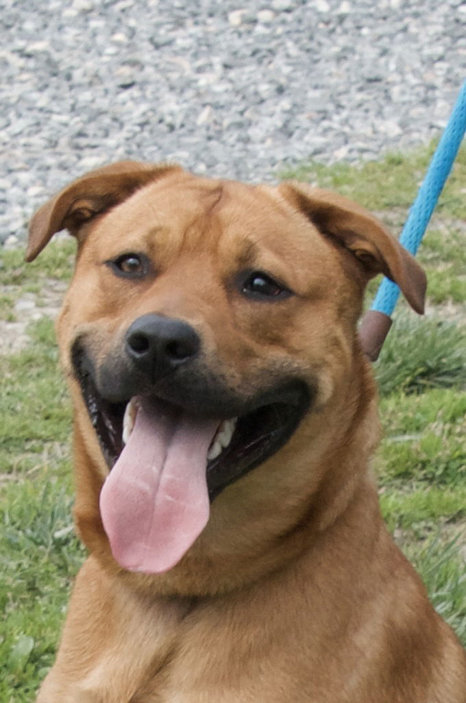 adoptable Dog in Henrico, VA named Bubba in Gloucester VA