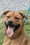 adoptable Dog in  named Bubba in Gloucester VA