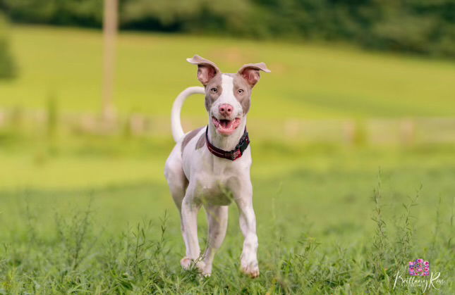 adoptable Dog in Henrico, VA named Blaze