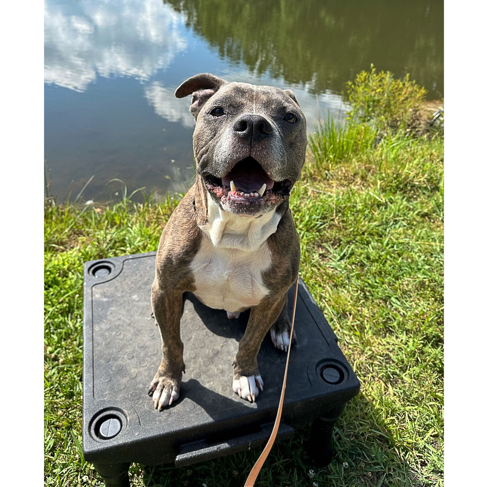 adoptable Dog in Henrico, VA named Colonel Moses