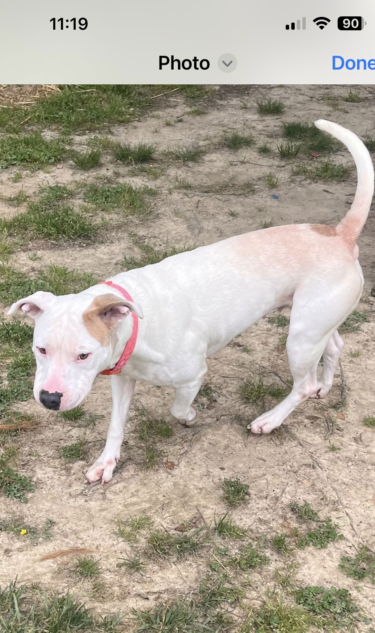 adoptable Dog in Henrico, VA named Pearl in Saluda VA