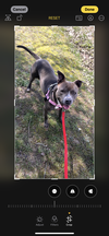 adoptable Dog in Henrico, VA named Jazzie in Saluda VA