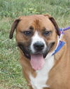 adoptable Dog in  named Rocco in Gloucester VA